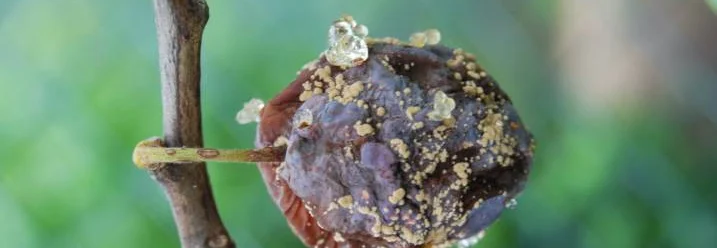 Faule Pflaume am Baum